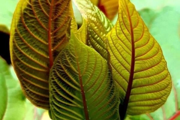 KRATOM