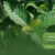 Learn-About-the-Health-Benefits-and-Applications-of-Kratom