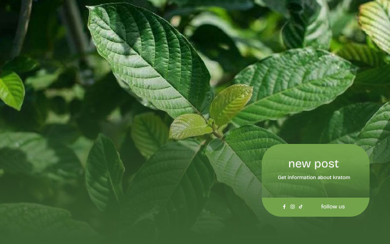 Learn-About-the-Health-Benefits-and-Applications-of-Kratom