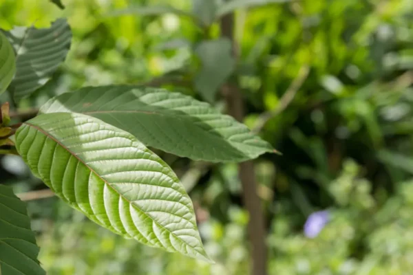 gallery kratom (1)