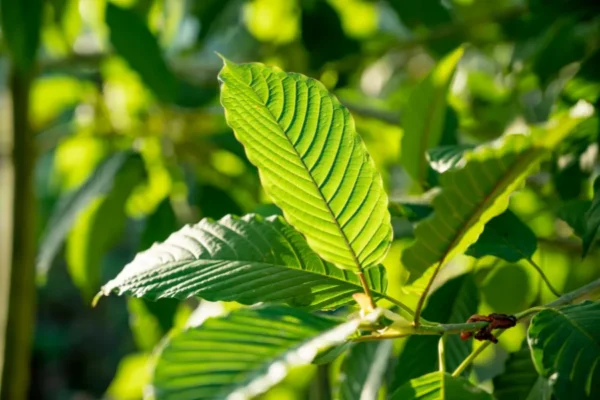 gallery kratom (2)