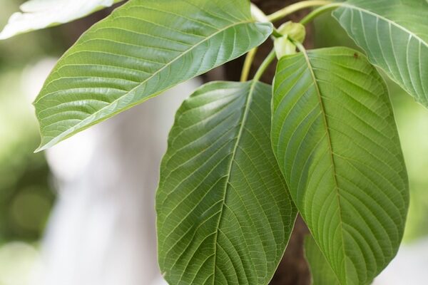 Kratom (Mitragyna speciosa) Mitragynine. Drugs and Narcotics