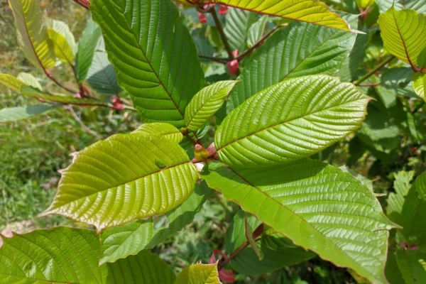gallery kratom (3)