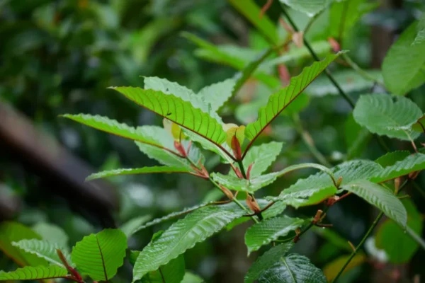 gallery kratom (4)