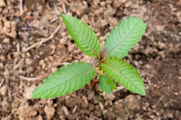 gallery kratom (5)