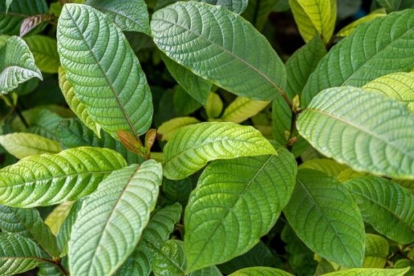 gallery kratom exclusive (1)