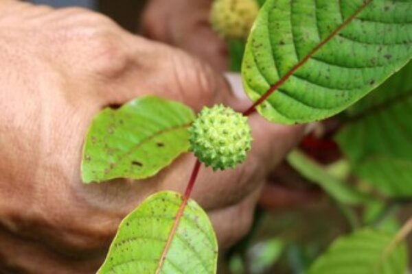gallery kratom exclusive (2)