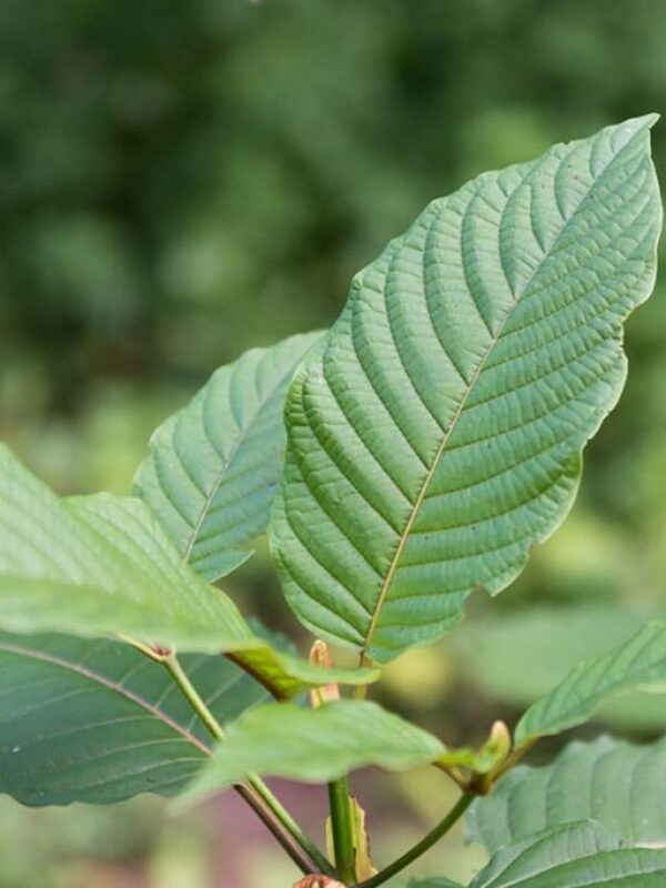 kratom-plant kratom-plant